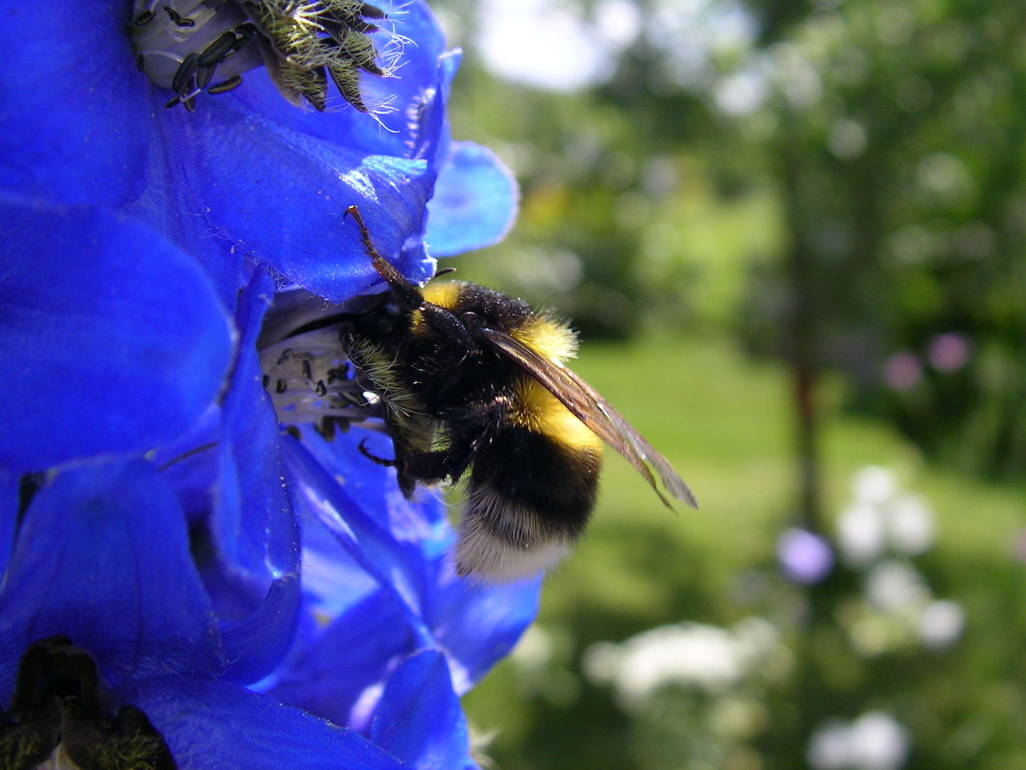 Image of Small garden bumblebee