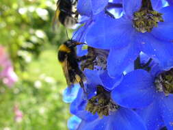 Image of Small garden bumblebee