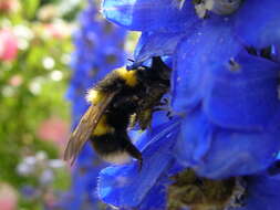 Image of Small garden bumblebee