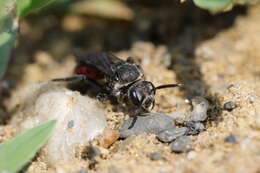 Image of Sphecodes johnsonii Lovell 1909