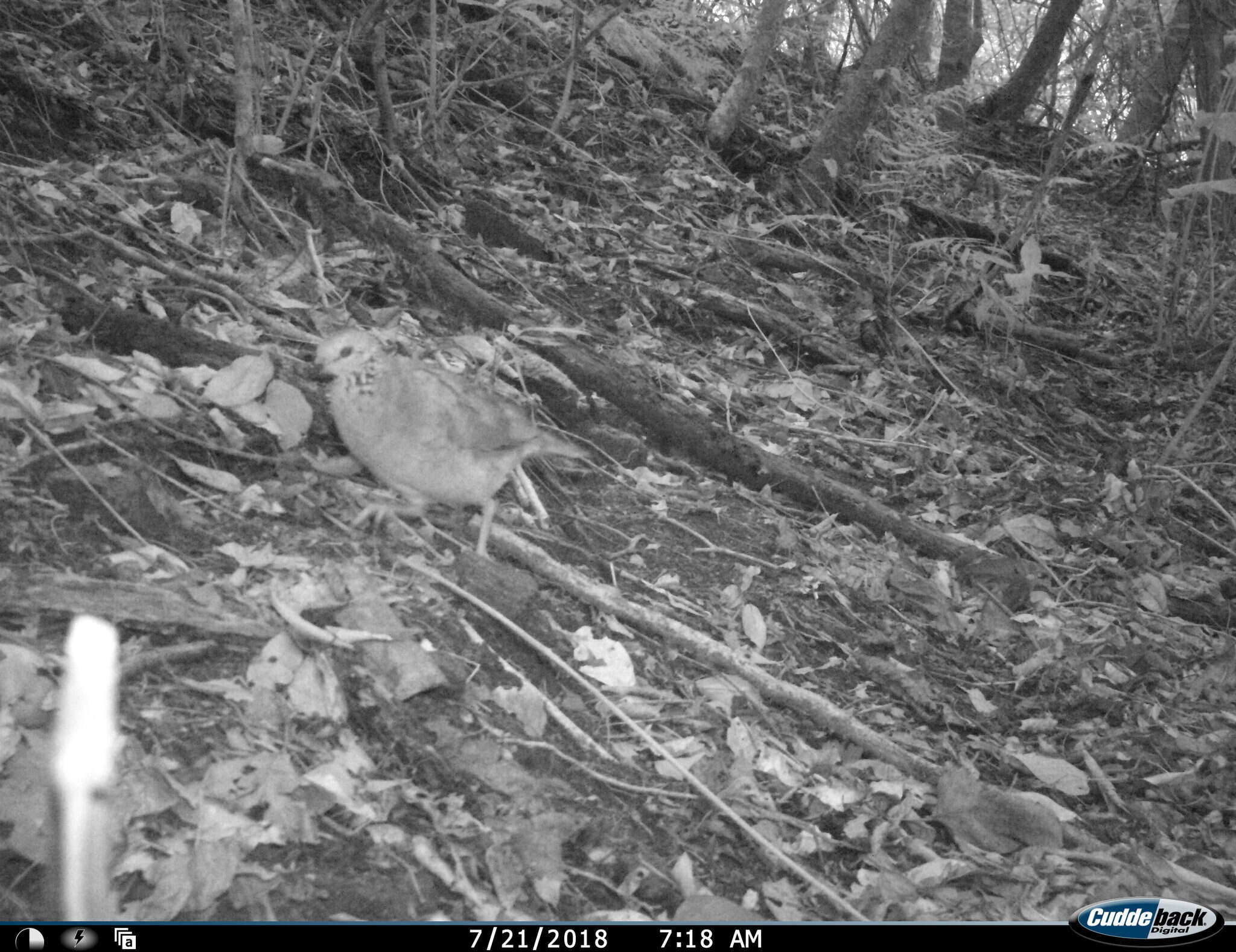 Image of White-faced Quail-Dove