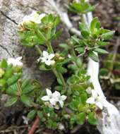 Imagem de Asperula gunnii Hook. fil.