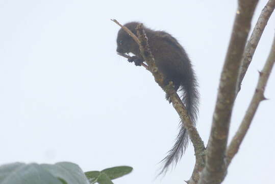 Imagem de Funambulus sublineatus (Waterhouse 1838)