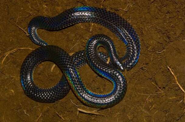 Image of Black Earth Snakes