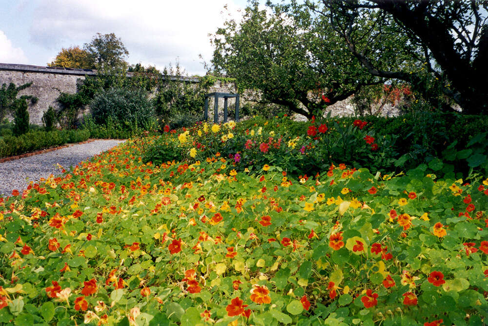 Image of Garden Nasturtium