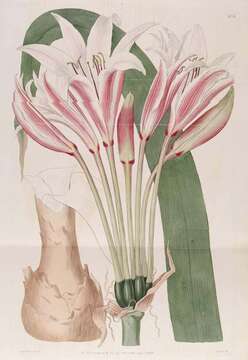 Image de Crinum bulbispermum (Burm. fil.) Milne-Redh. & Schweick.