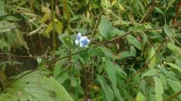 Image of Cynoglossum coelestinum Lindl.