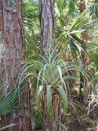 صورة Tillandsia utriculata L.