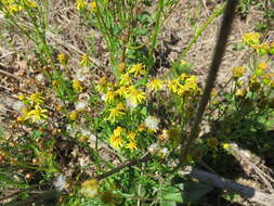 Image of golden ragwort