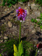 Image of Primula vialii Delavay ex Franch.