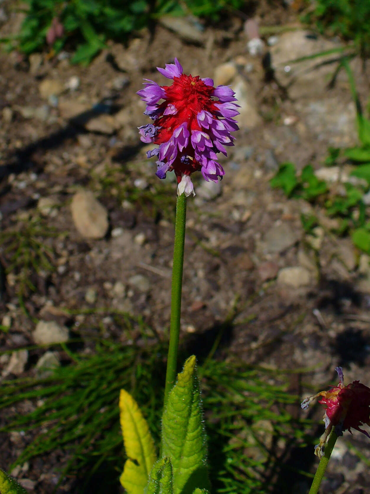 Image of Primula vialii Delavay ex Franch.