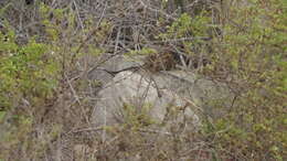 Image of degu