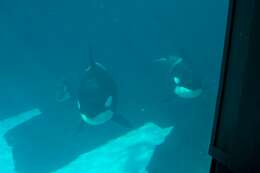 Image of killer whale