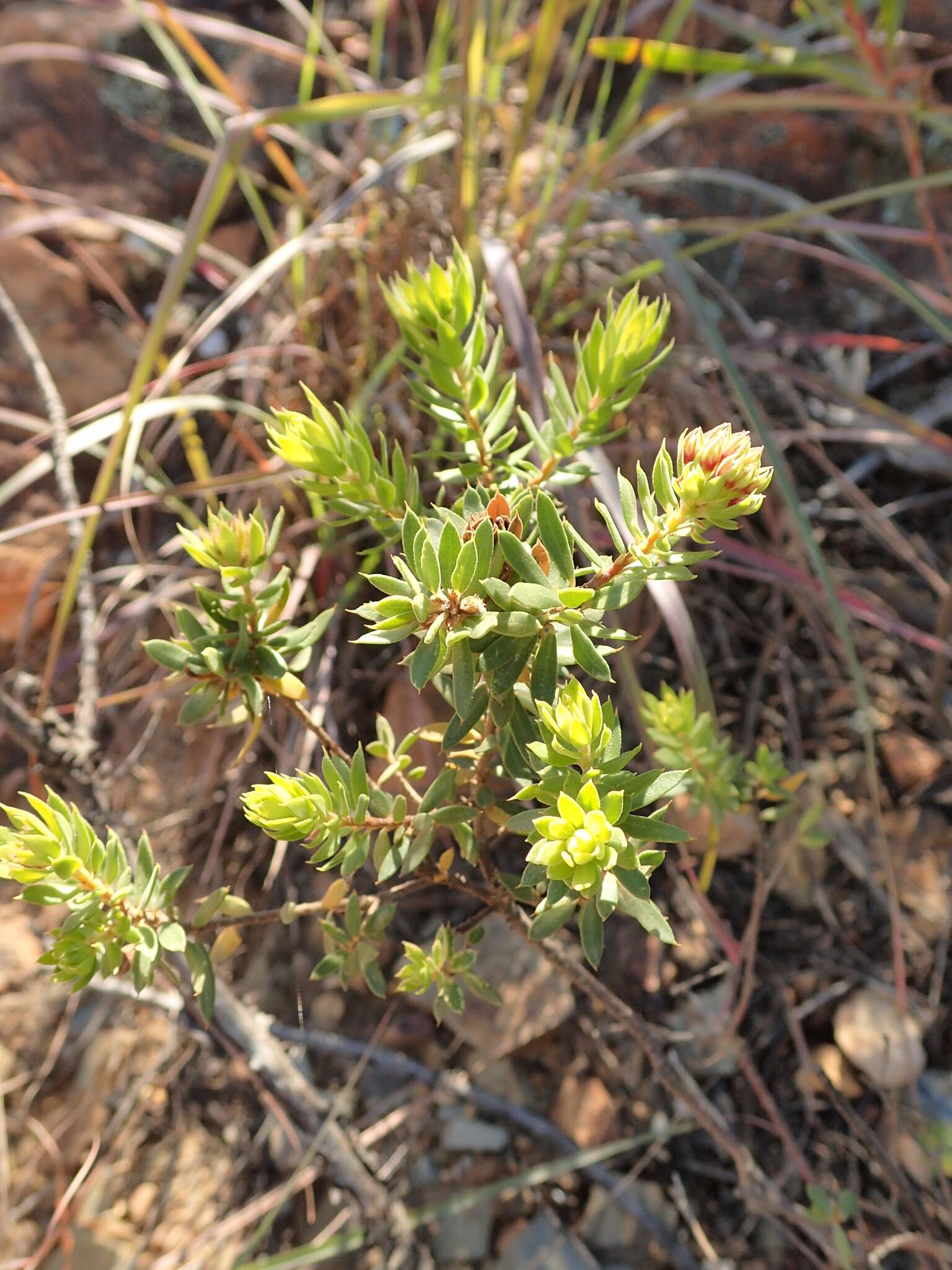 Image of Agathosma puberula (Steud.) Fourc.