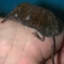 Image of shrew mole