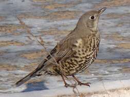 Image of Mistle Thrush