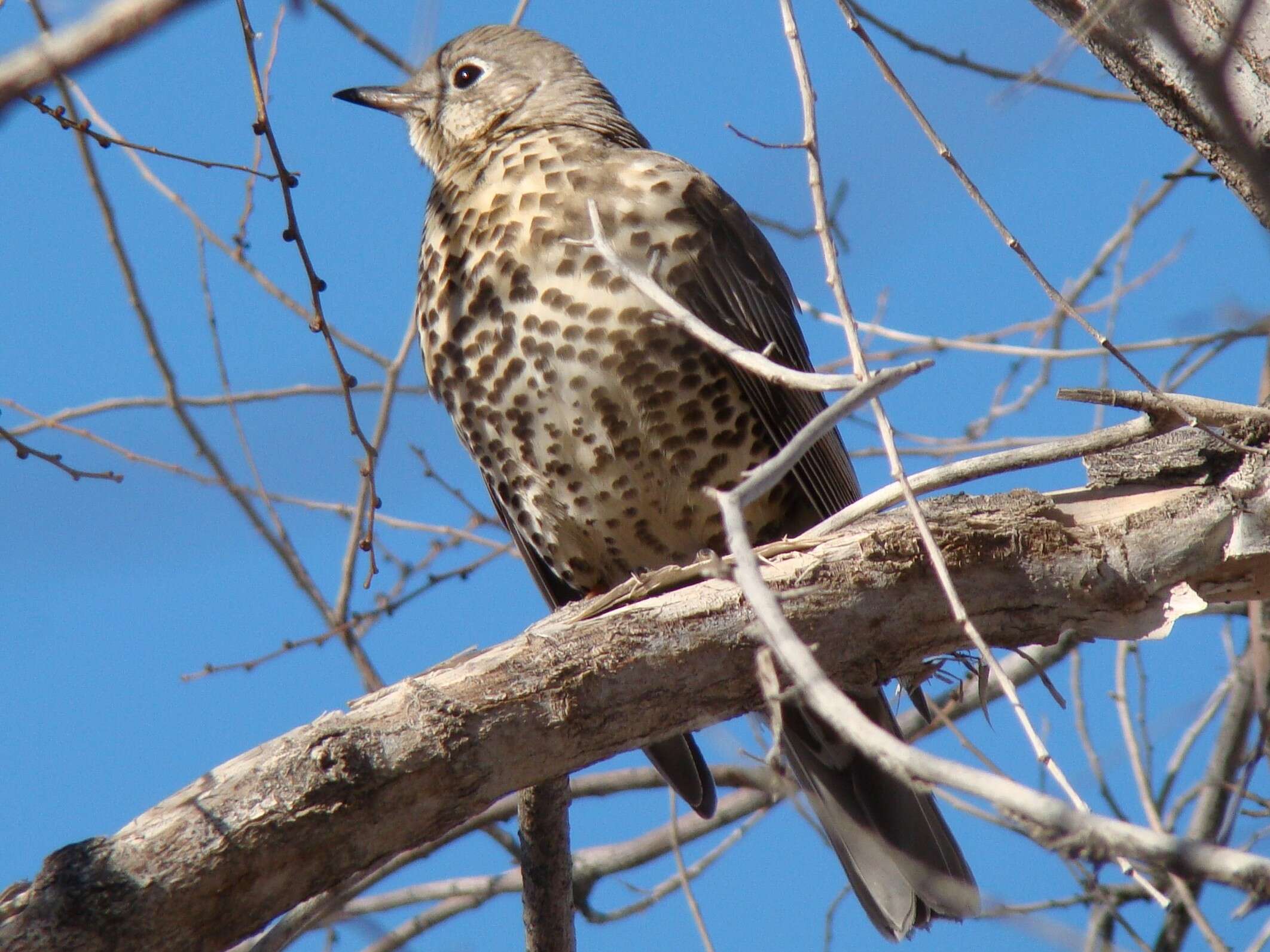 Image of Mistle Thrush