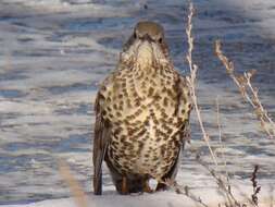 Image of Mistle Thrush