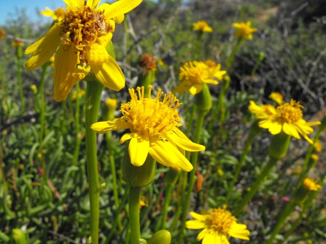 Image of Senecio alooides DC.