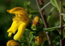 Image of snapdragon penstemon