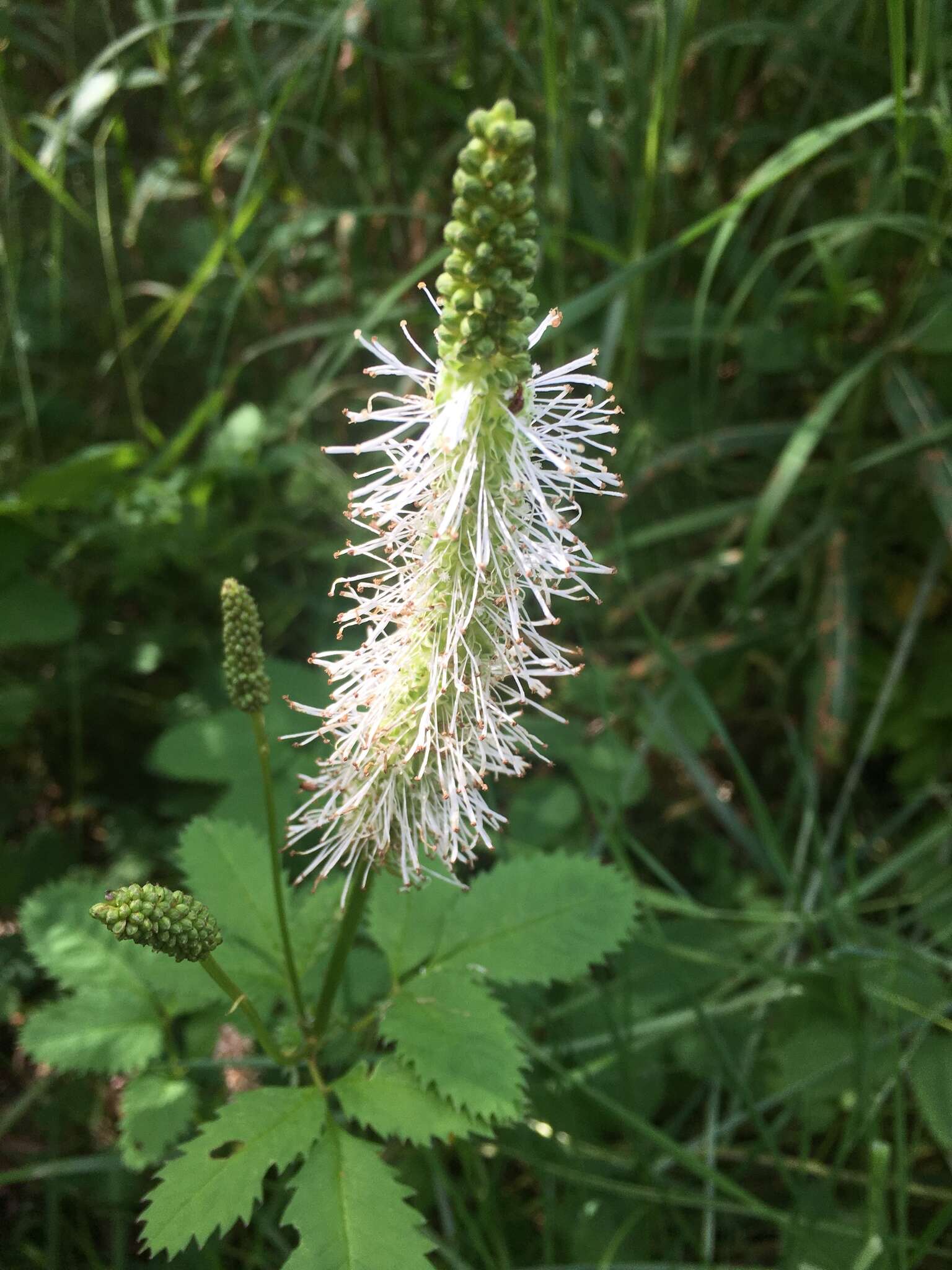 Image of Canadian burnet