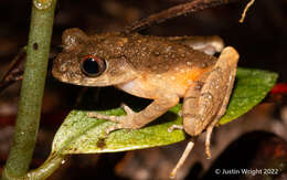 Image of Kinabalu slender litter frog