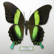 Слика од Papilio blumei Boisduval 1836