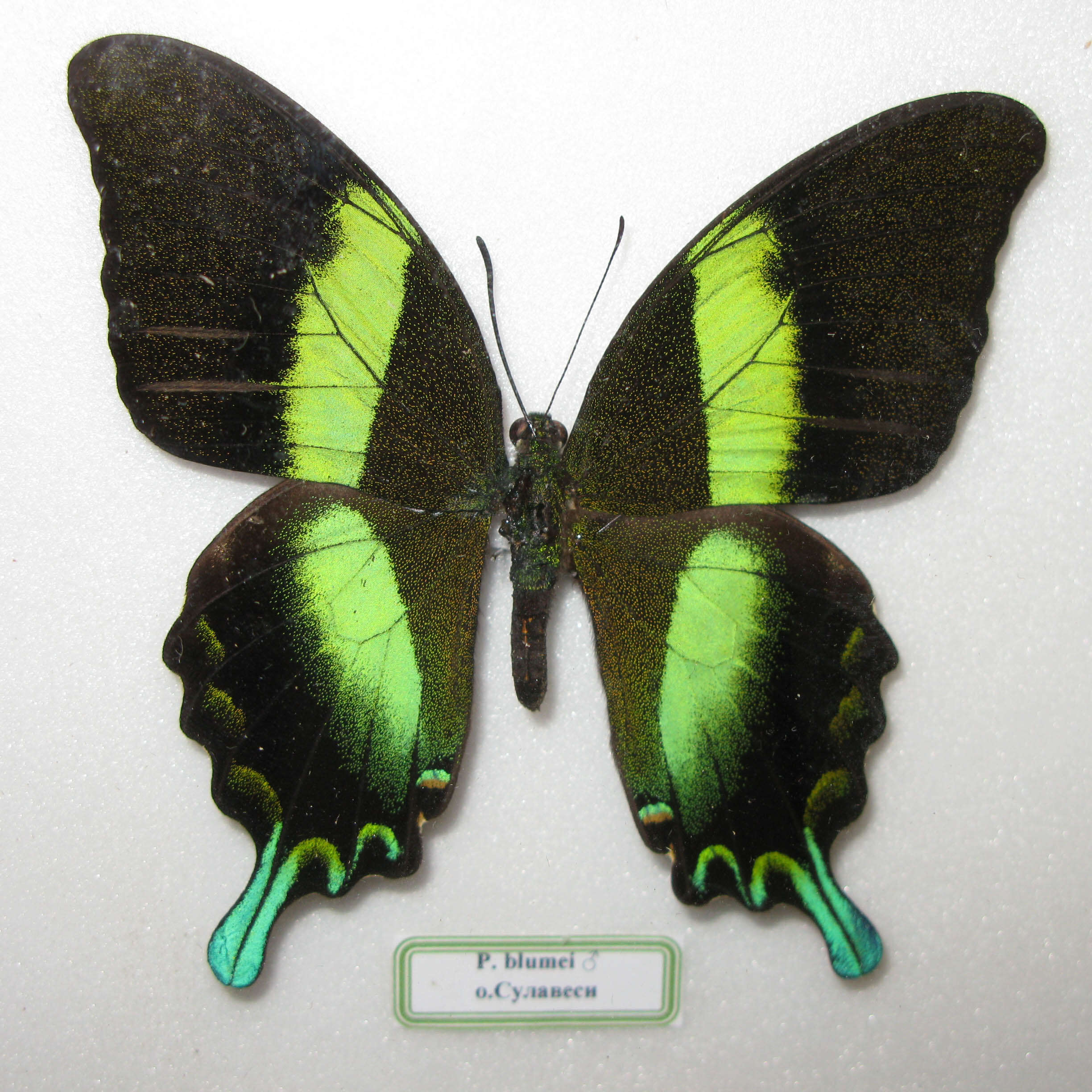 Image of Papilio blumei Boisduval 1836