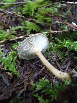 Image of Rhizocybe rhizoides (H. E. Bigelow & Hesler) Vizzini, G. Moreno & P. Alvarado 2015