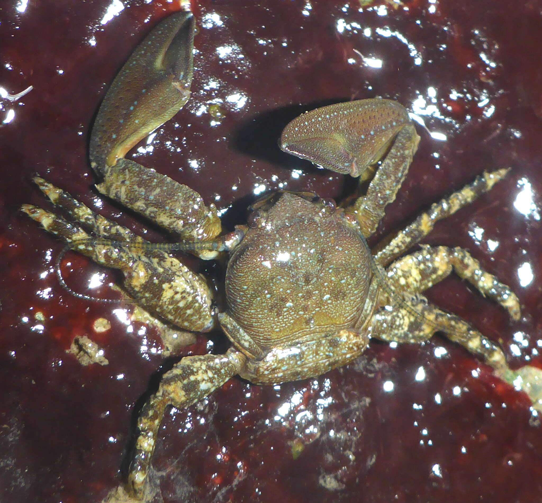 Image of chocolate porcelain crab