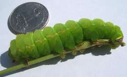 Image of Luna Moth