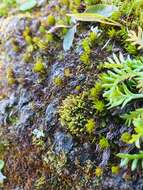 Image of conostomum moss