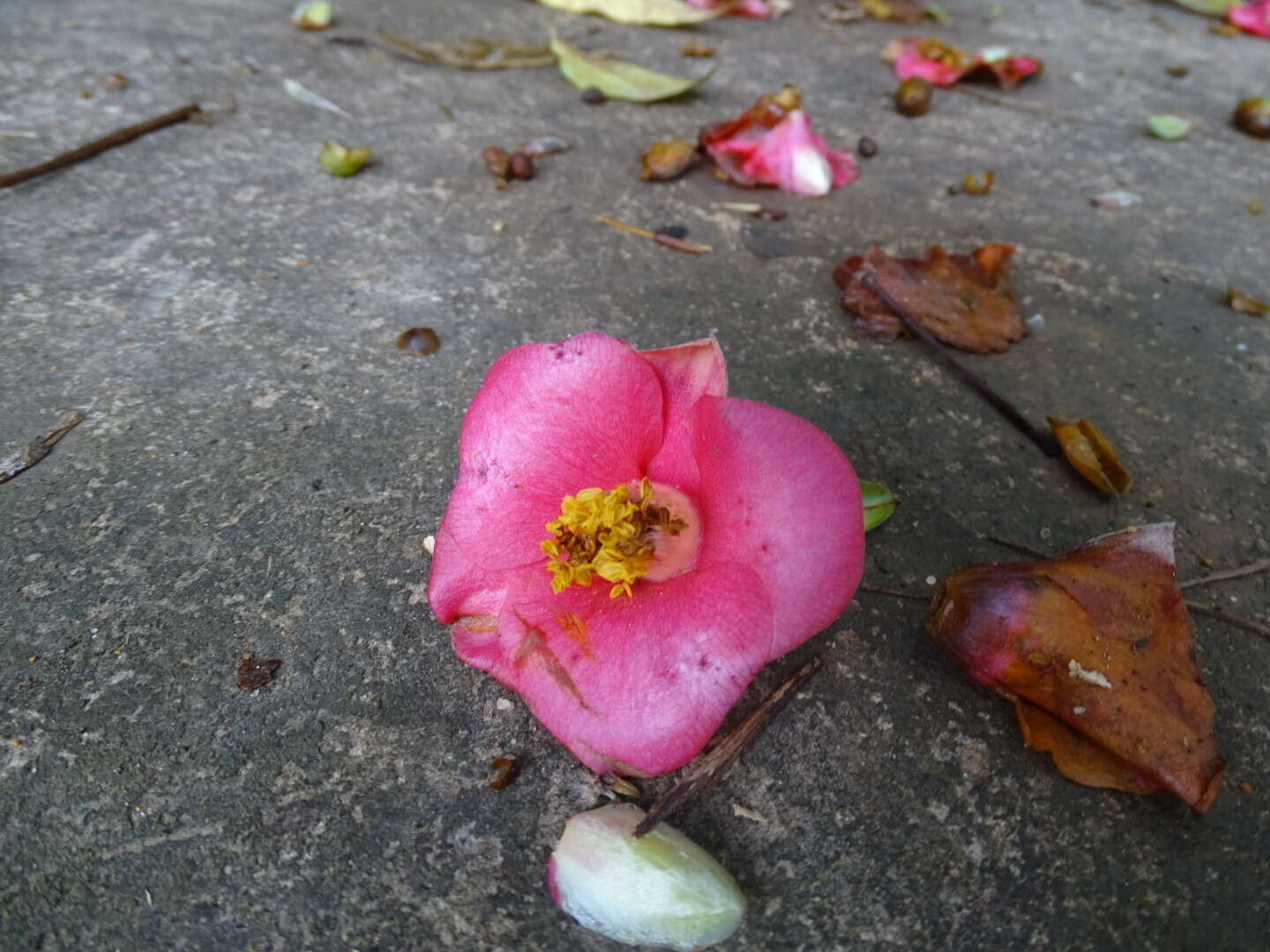 Image of Hong Kong Camellia