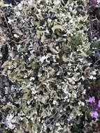 Image of Cladonia foliacea (Huds.) Willd.