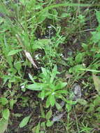 Image of Myosotis laxa subsp. cespitosa (C. F. Schultz) Nordh.