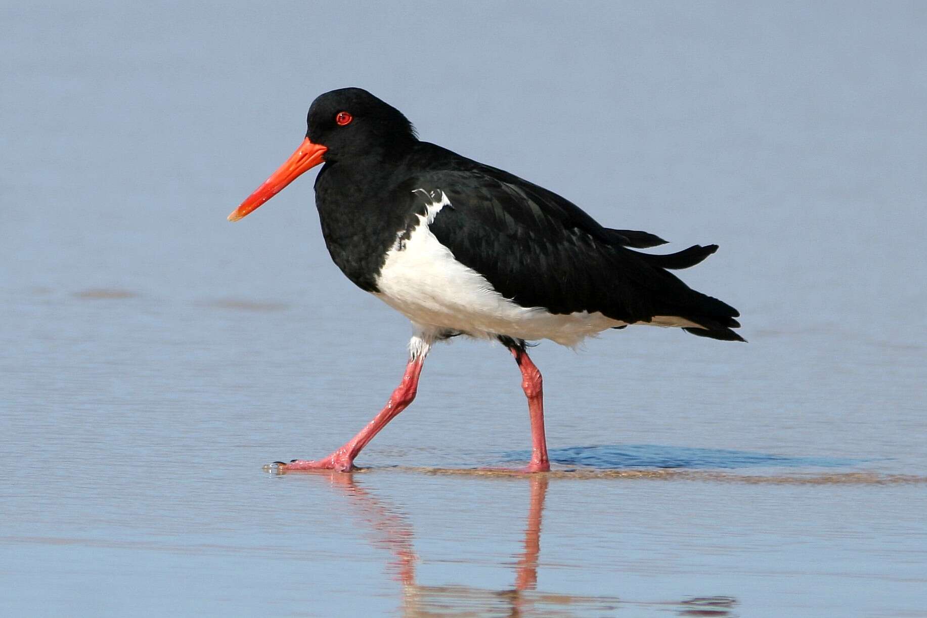 Image of Australian Pied Oystercatcher