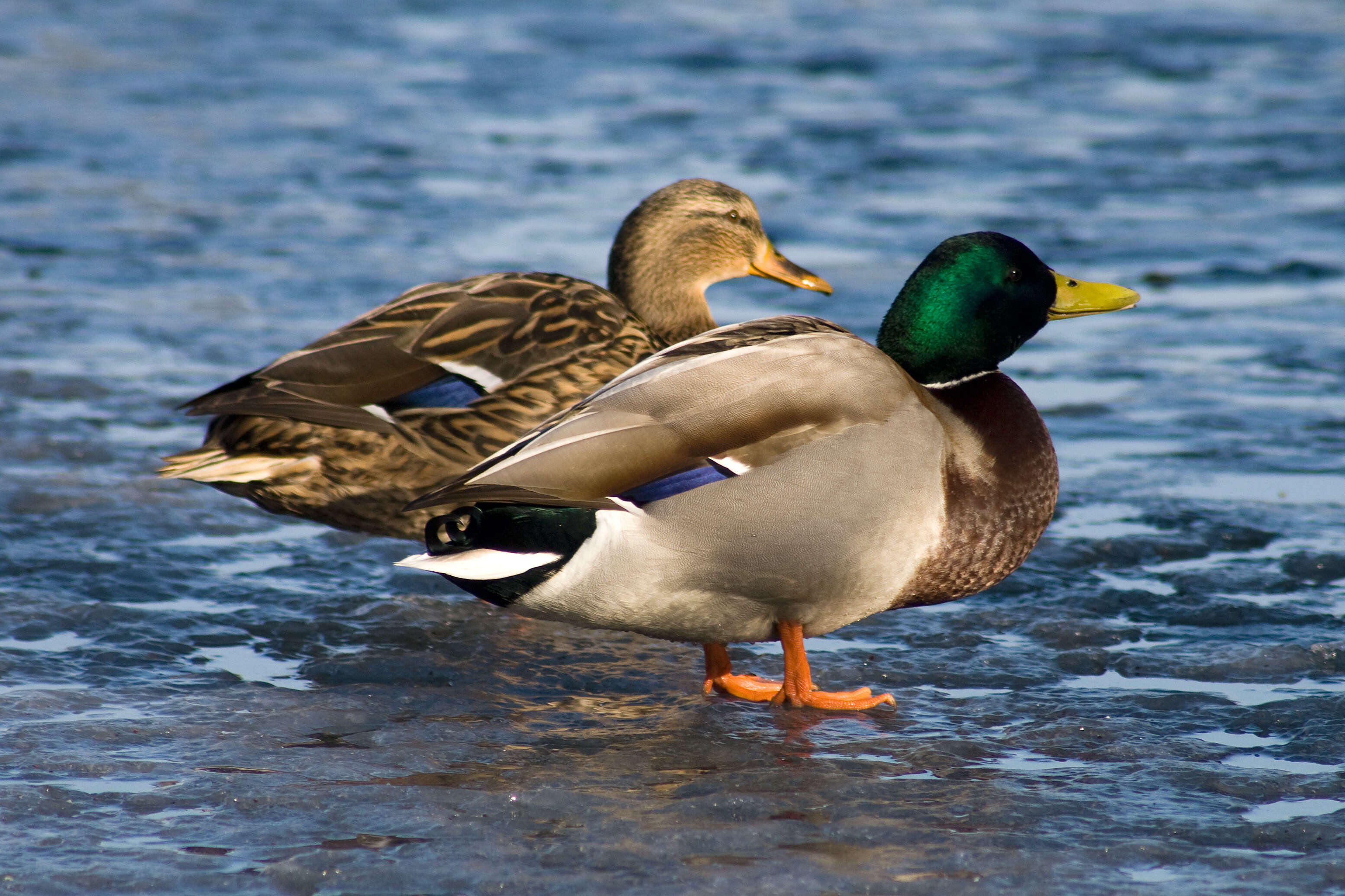 Image of Common Mallard