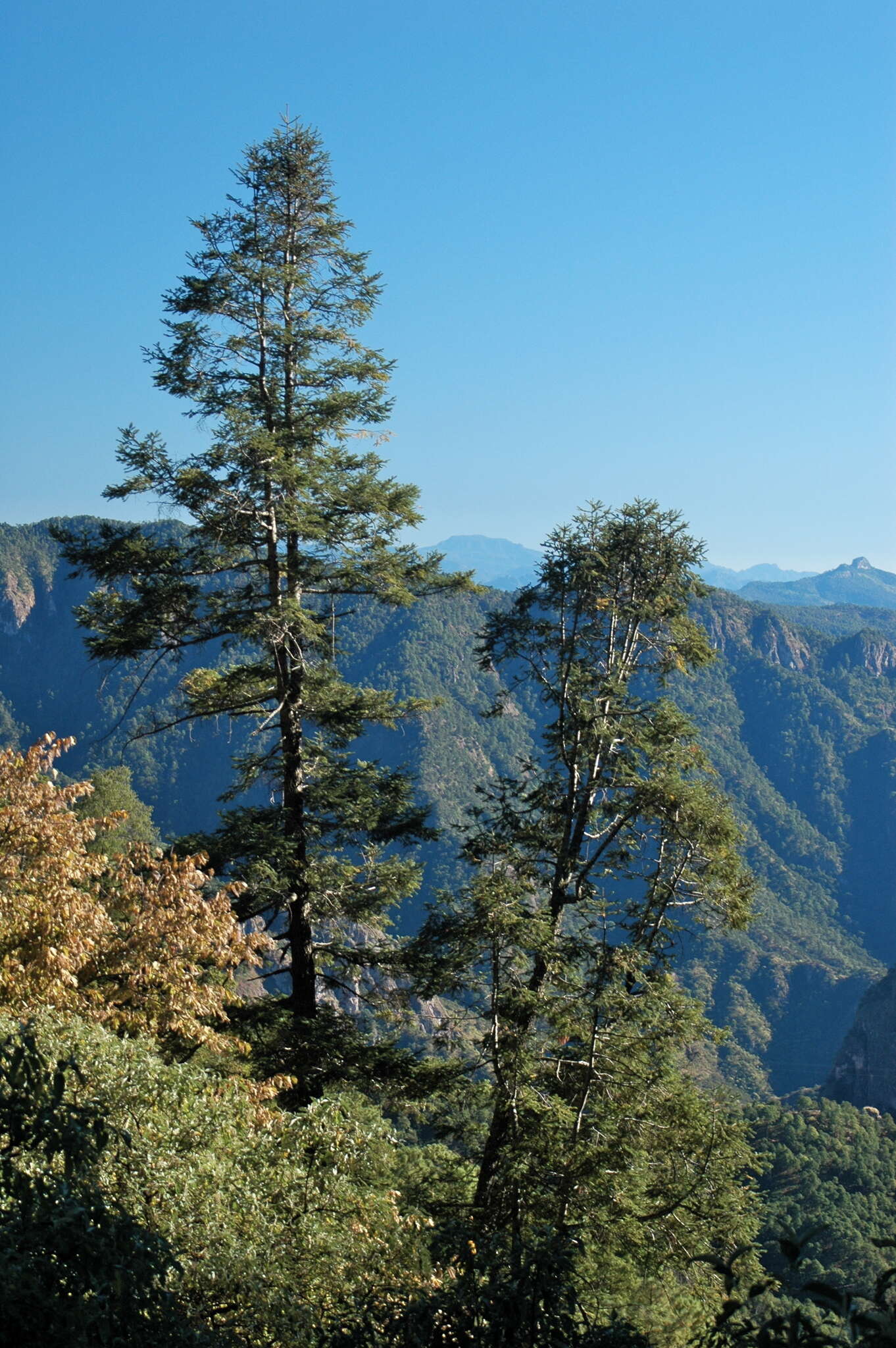 Image de Abies durangensis Martínez