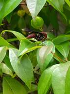 Image of Polistes lanio (Fabricius 1775)