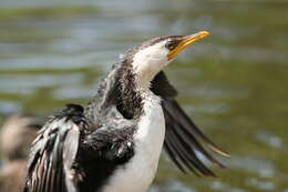 Image of Little Pied Cormorant