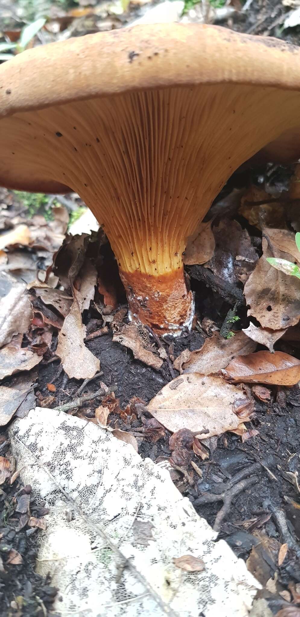 Image of Austropaxillus nothofagi (McNabb) Bresinsky & Jarosch 1999