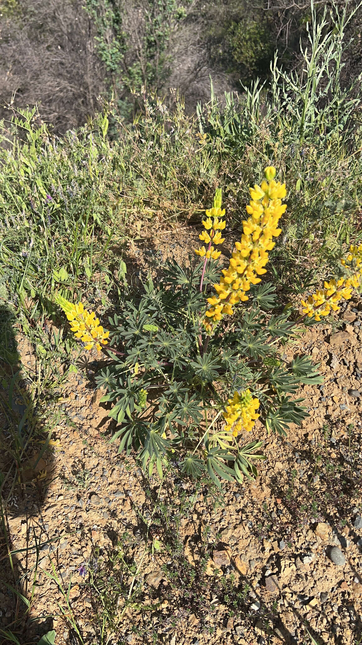 Слика од Lupinus luteolus Kellogg