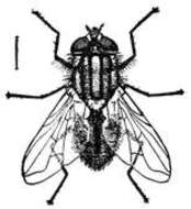 Image of house fly