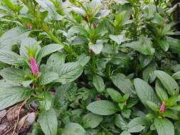 Image of southern pokeweed