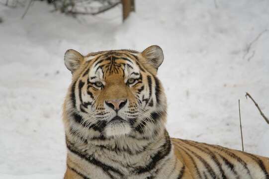 Image of Amur Tiger