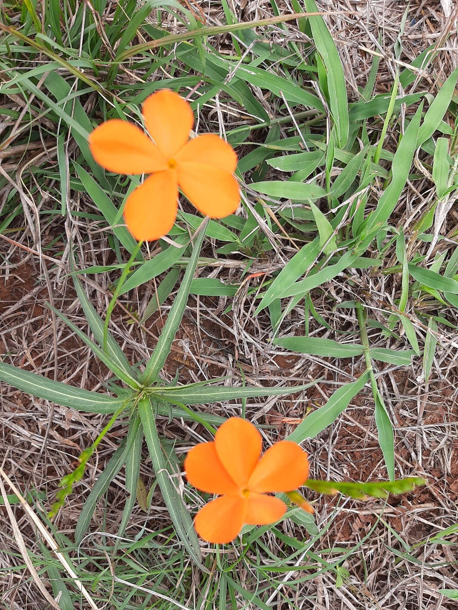 Tricliceras longepedunculatum (Mast.) R. B. Fernandes resmi