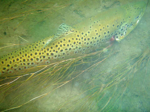 Image of Brown Trout