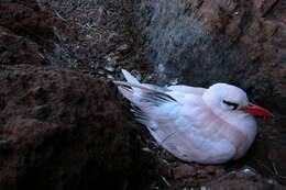 Image of Red-tailed Tropicbird