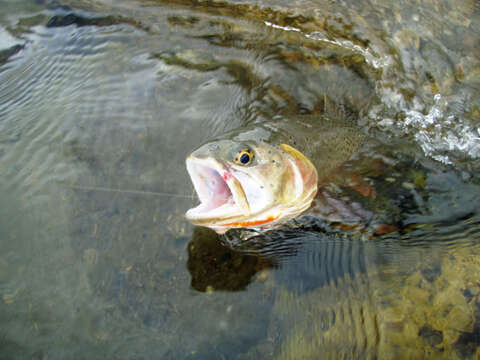 Image of cutthroat trout