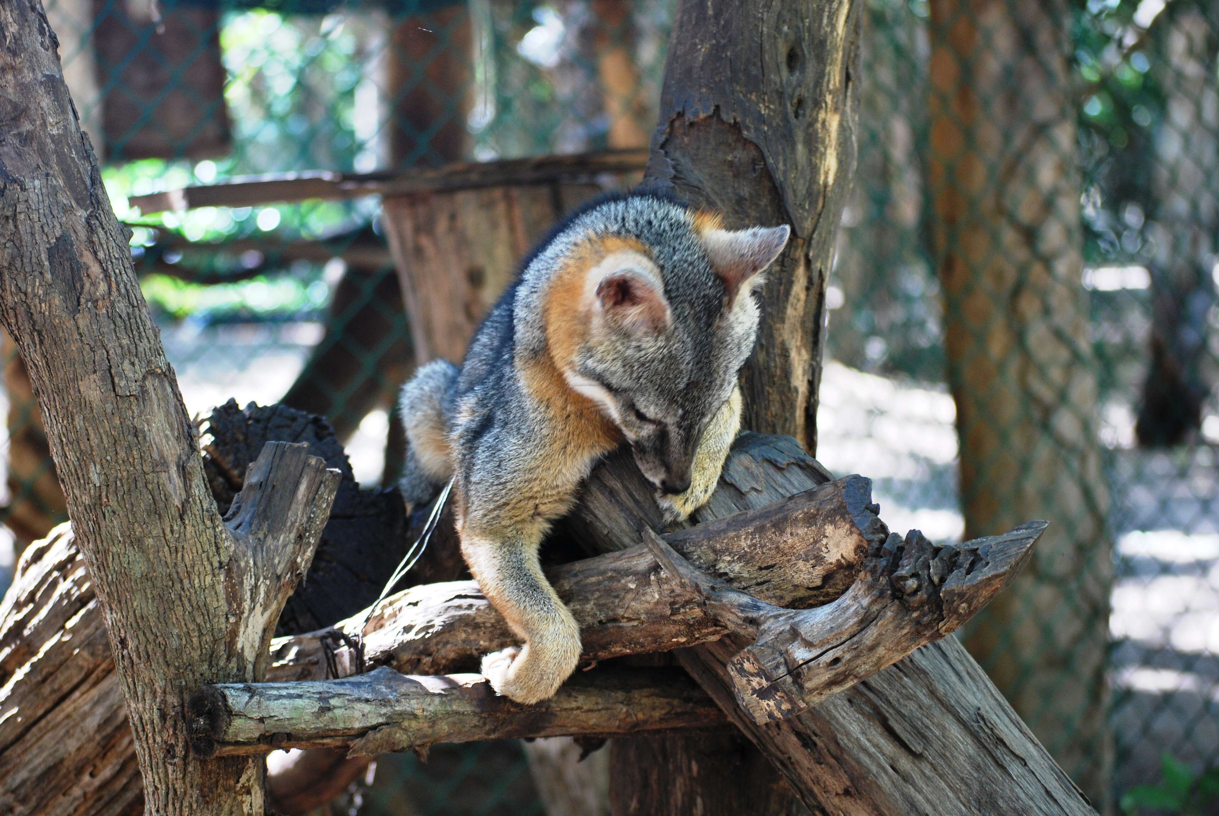 Image of Grey Foxes